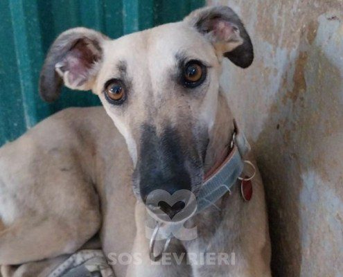 Verona 2 Galgo