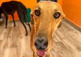 Agresta Galgo