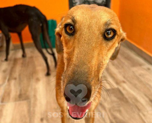 Agresta Galgo