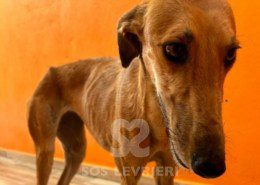 Agresta Galgo