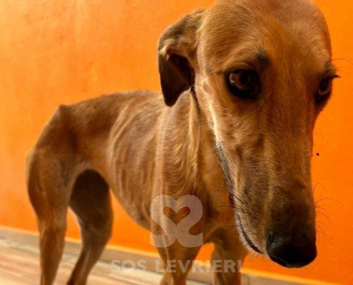 Agresta Galgo