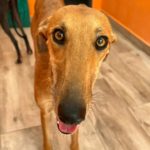 Agresta Galgo