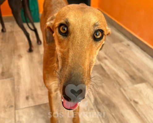 Agresta Galgo