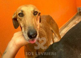 Agresta Galgo