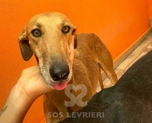Agresta Galgo