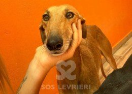 Agresta Galgo