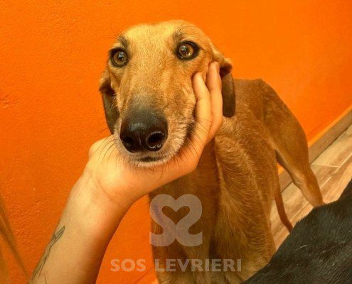 Agresta Galgo