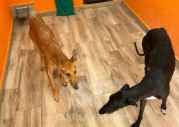 Agresta Galgo