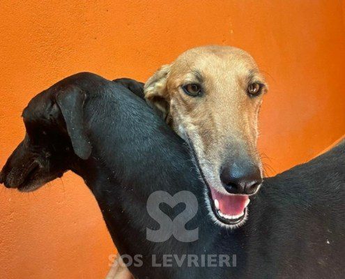 Agresta Galgo