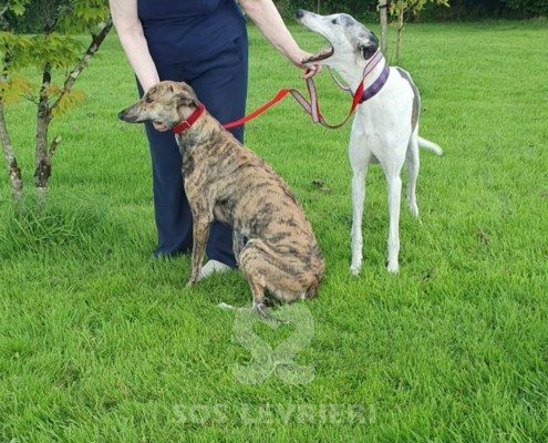 Anais Greyhound