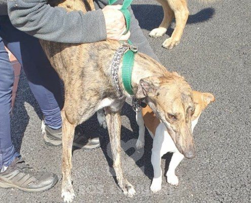 Anais Greyhound