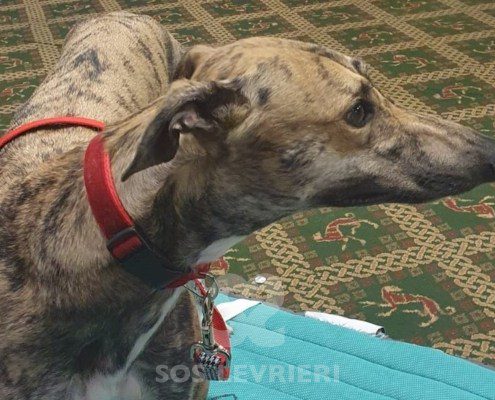 Anais Greyhound
