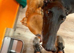 Foresta - Galgo