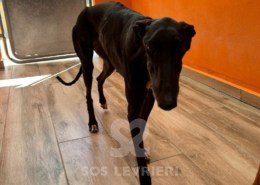 Foresta - Galgo