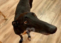 Foresta - Galgo
