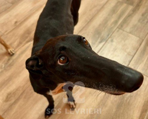Foresta - Galgo