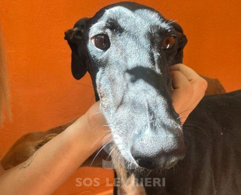 Foresta - Galgo