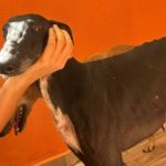 Foresta - Galgo