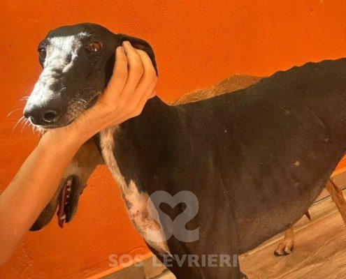 Foresta - Galgo