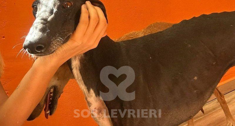 Foresta - Galgo