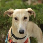 Isadora Galgo