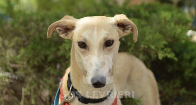 Isadora Galgo