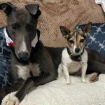 Louis Greyhound