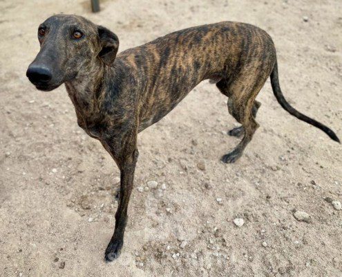 Mago Galgo