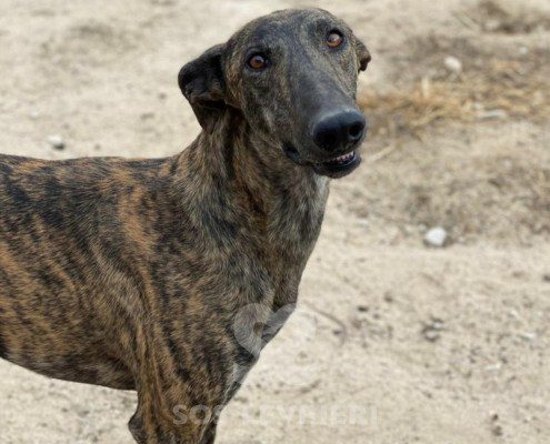 Mago Galgo