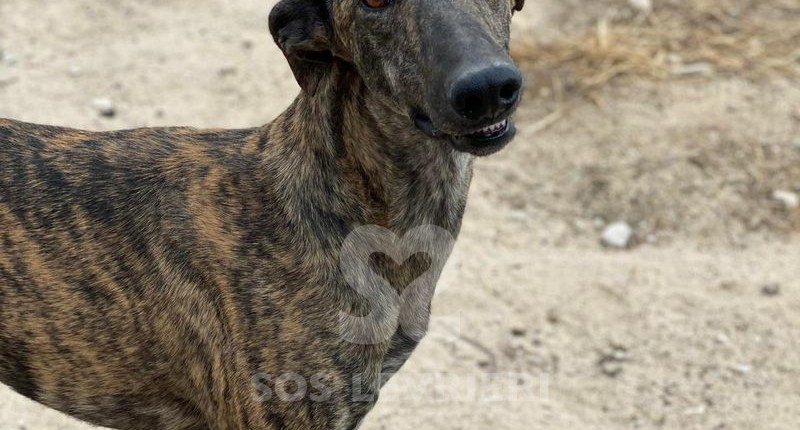 Mago Galgo
