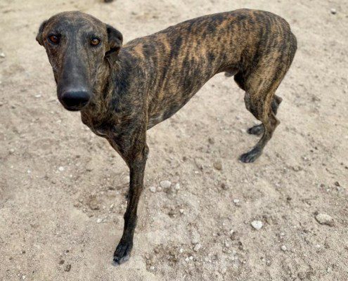 Mago Galgo