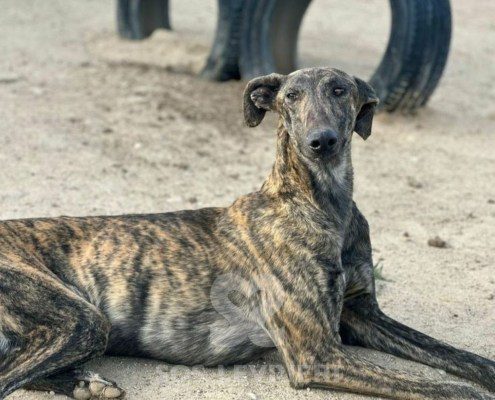 Mago Galgo