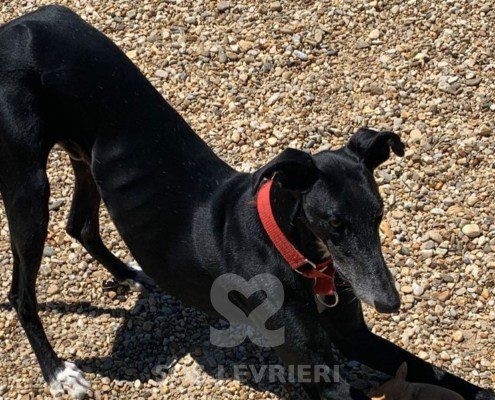 Marley 2 Galgo