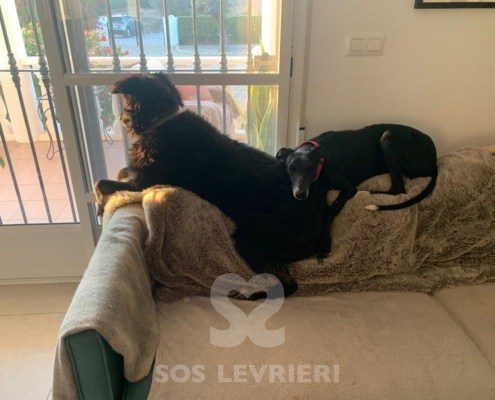 Marley 2 Galgo