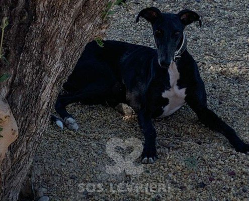 Marley 2 Galgo