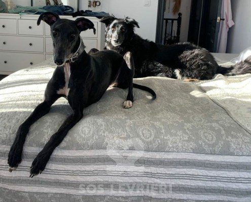 Marley 2 Galgo