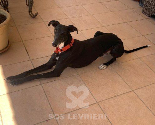 Marley 2 Galgo