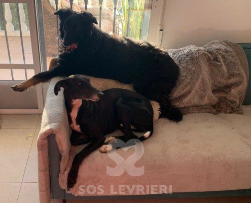 Marley 2 Galgo