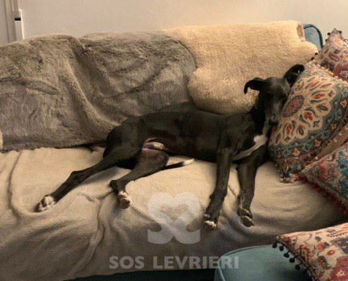 Marley 2 Galgo
