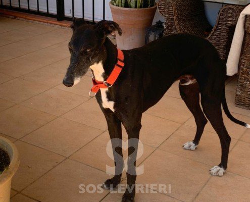 Marley 2 Galgo