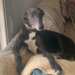 Marley 2 Galgo