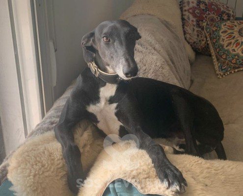 Marley 2 Galgo