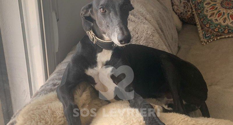Marley 2 Galgo