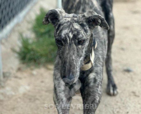 Reno Galgo