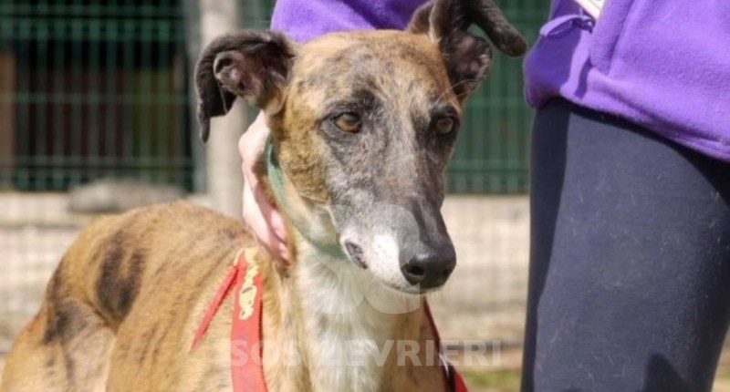 Reyes Galgo