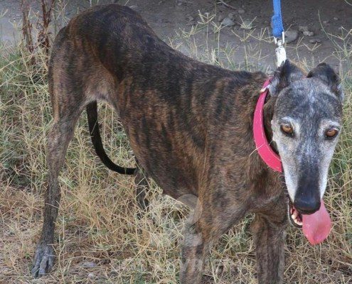 Vera Galgo