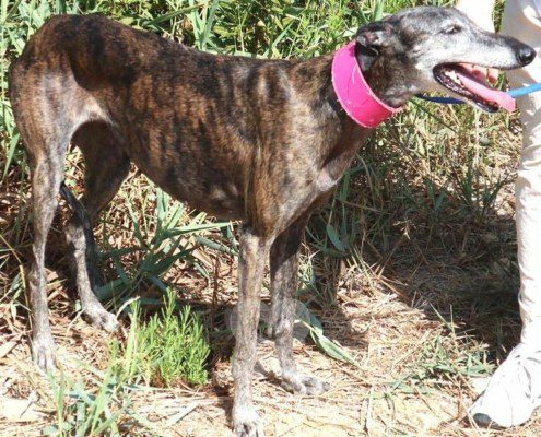 Vera Galgo