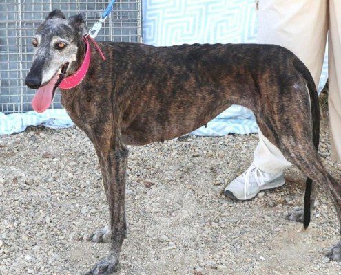 Vera 2 Galgo