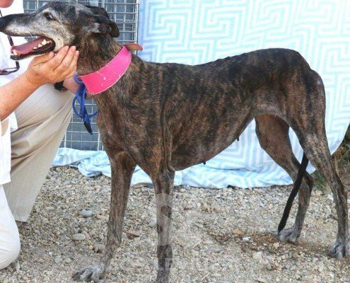 Vera Galgo