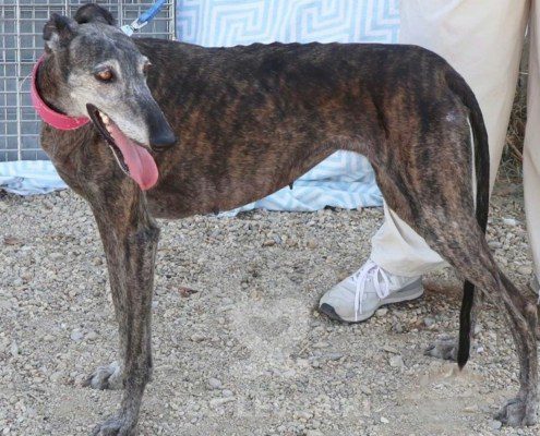 Vera 2 Galgo